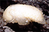 Pupa di Aethina tumida
