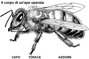 Le api - morfologia esterna